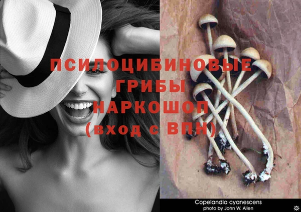гашик Абинск